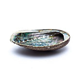 Grüne Abalone-Schmuckmuschel Haliotis Fulgens