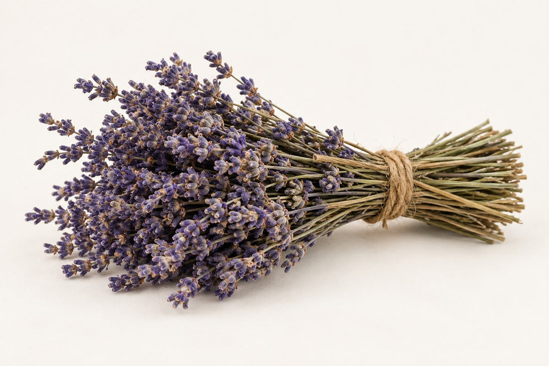 Lavendel
