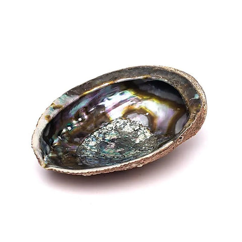 Grüne Abalone-Schmuckmuschel Haliotis Fulgens