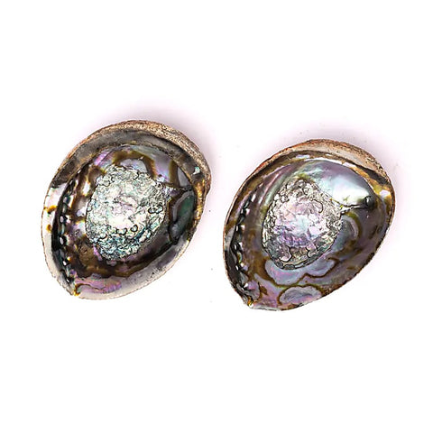 Grüne Abalone-Schmuckmuschel Haliotis Fulgens