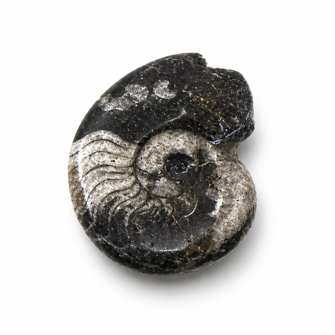 Ammonit Fossil – Urkraft, Wandel & natürliche Erdenergie | Bedeutung & Wirkung