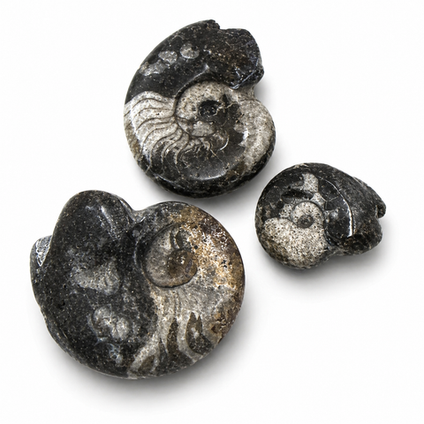 Ammonit Fossil – Urkraft, Wandel & natürliche Erdenergie | Bedeutung & Wirkung