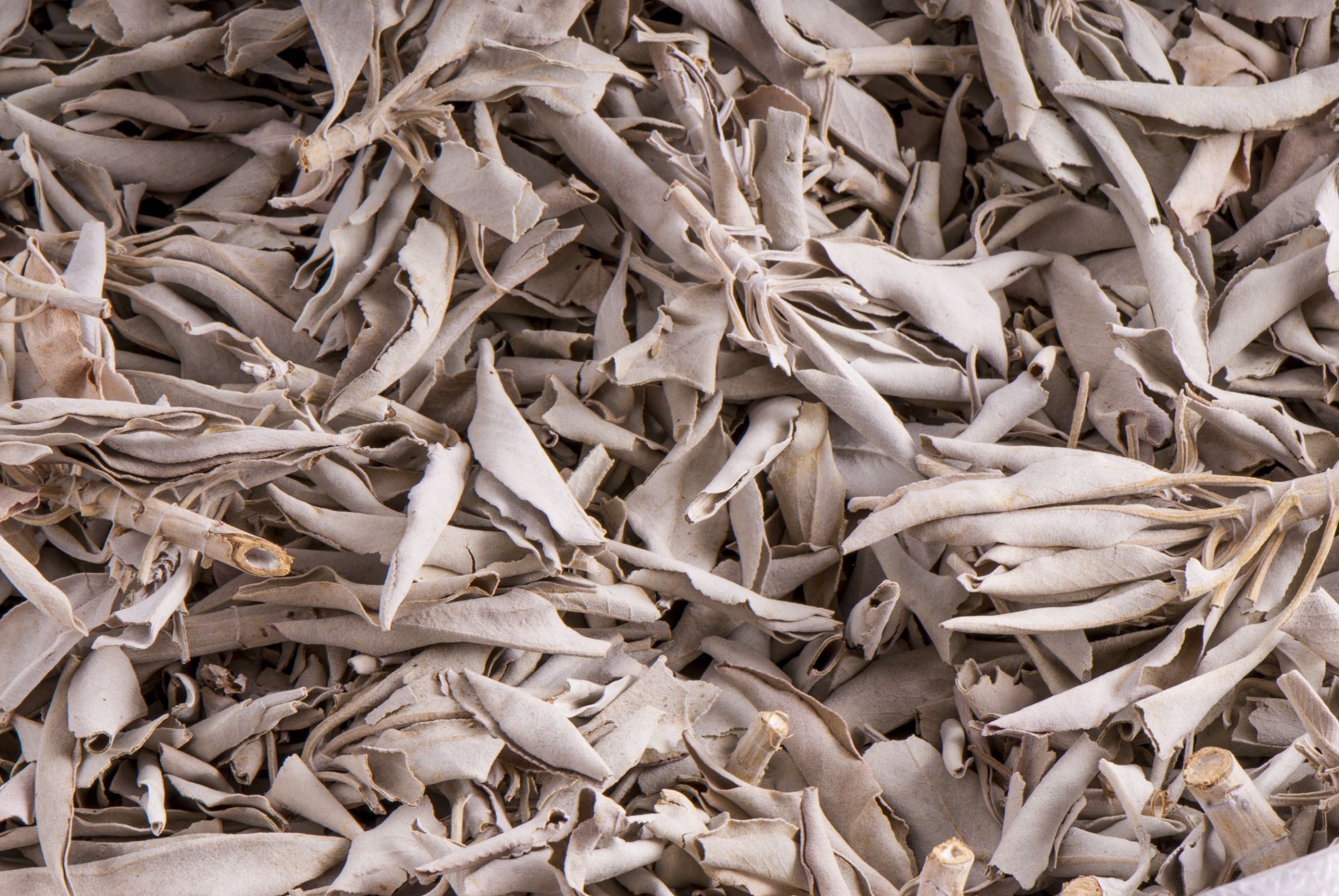 Weißer Salbei, 500 g lose – Seelenecho