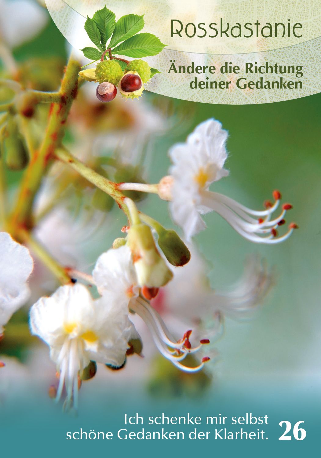 Baumgefährten - Orakelkarten v. Isabel Arends (VVP € 24,95) – Ansicht 2
