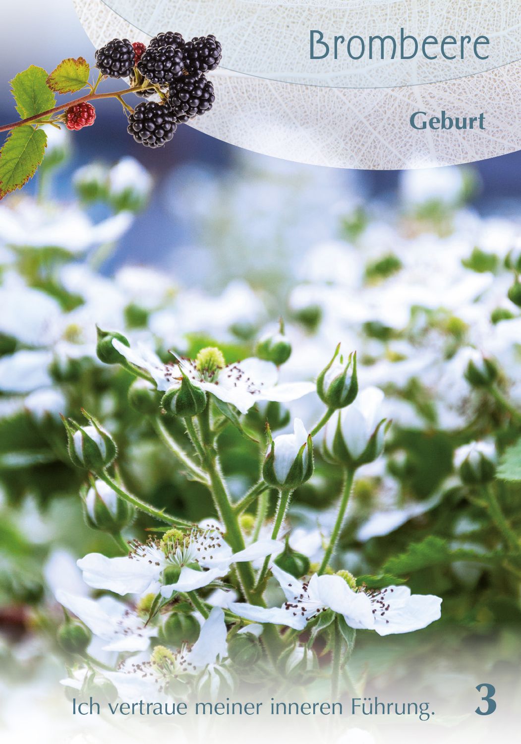 Baumgefährten - Orakelkarten v. Isabel Arends (VVP € 24,95) – Ansicht 3