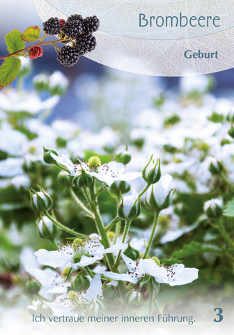 Baumgefährten - Orakelkarten v. Isabel Arends (VVP € 24,95) – Ansicht 3