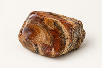 Versteinertes Holz