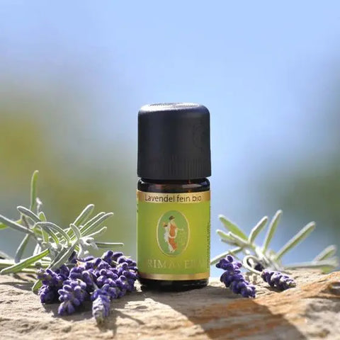 Lavendel fein Bio (Lavandula angustifolia) – Sanfte Balance für Körper und Seele